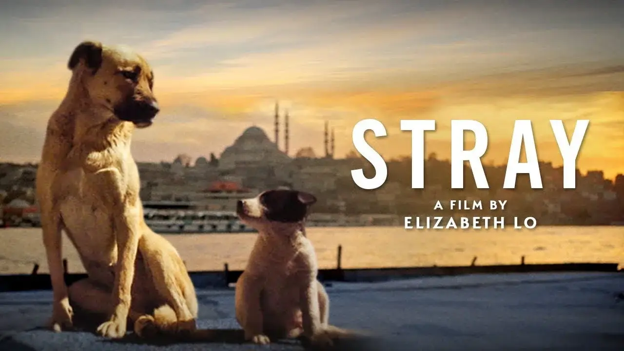 Streuner - Unterwegs mit Hundeaugen hdfilme