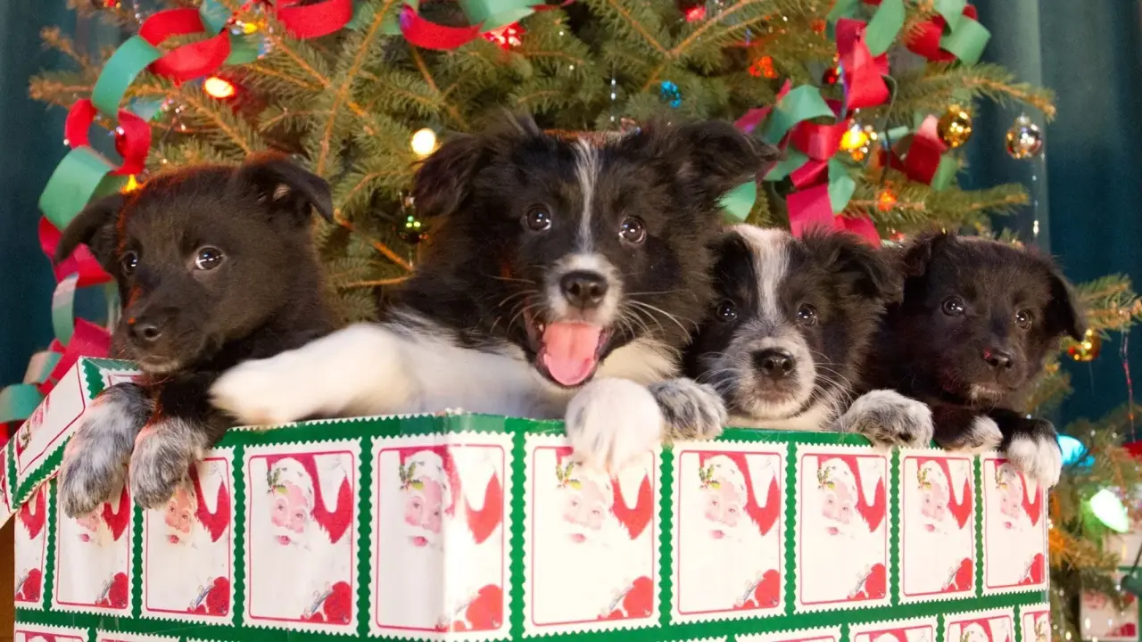 Einsatz auf vier Pfoten 2 - Das Weihnachtsmärchen geht weiter hdfilme