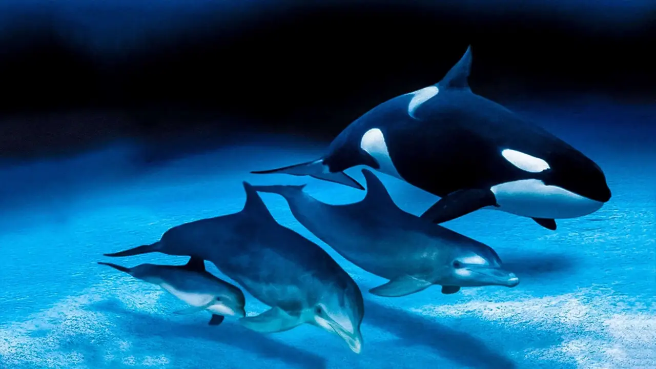 IMAX: Delfine und Wale hdfilme