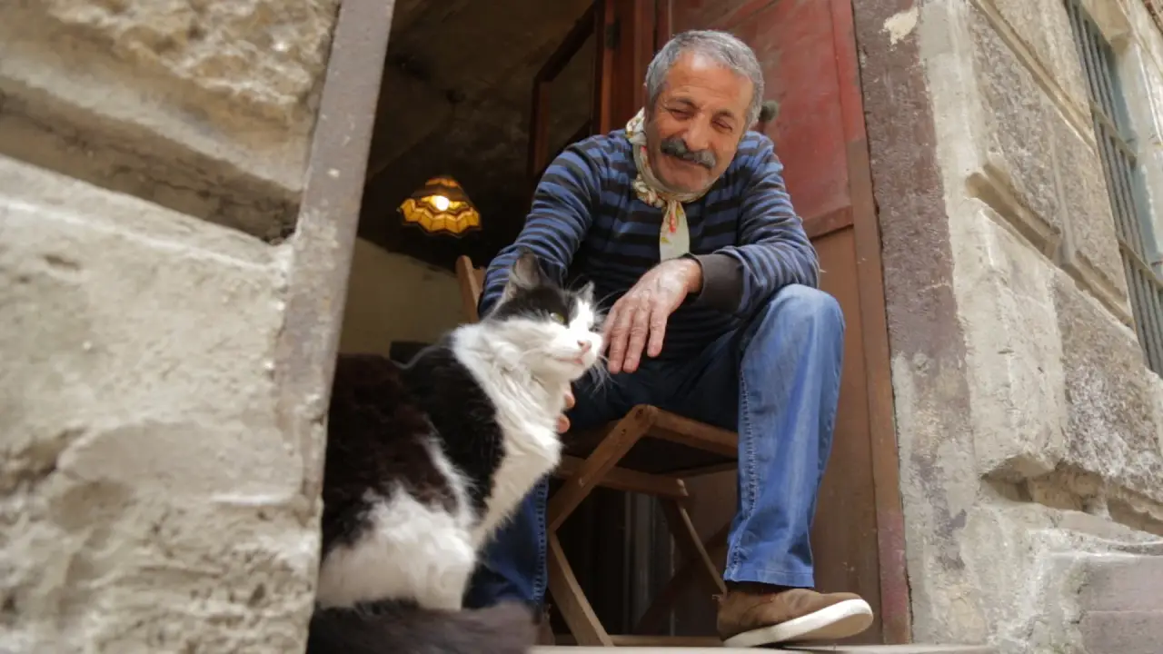 Kedi: Von Katzen und Menschen hdfilme