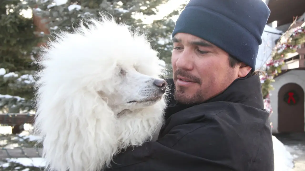 Ein Hund rettet die Weihnachtsferien hdfilme