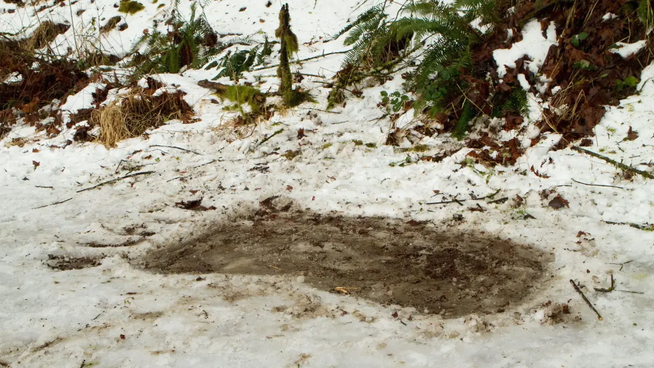 Bigfoot - Die Legende lebt hdfilme