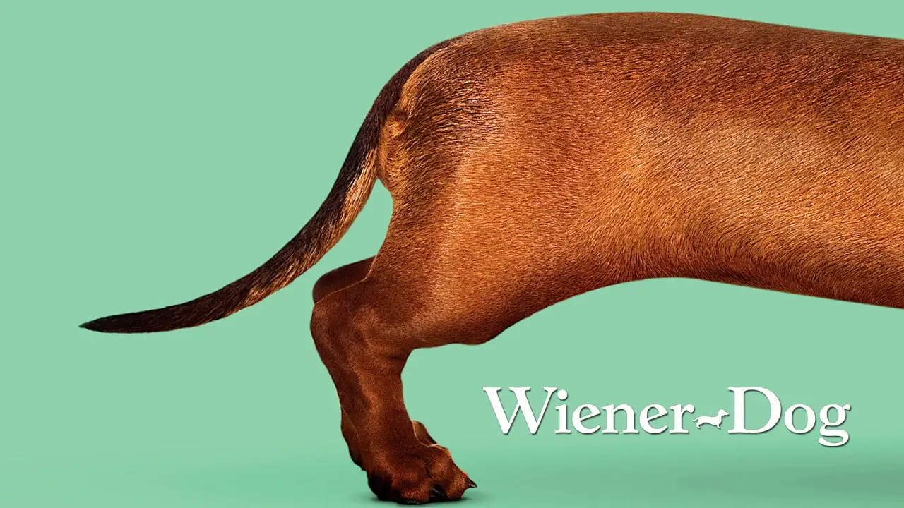 Wiener Dog hdfilme