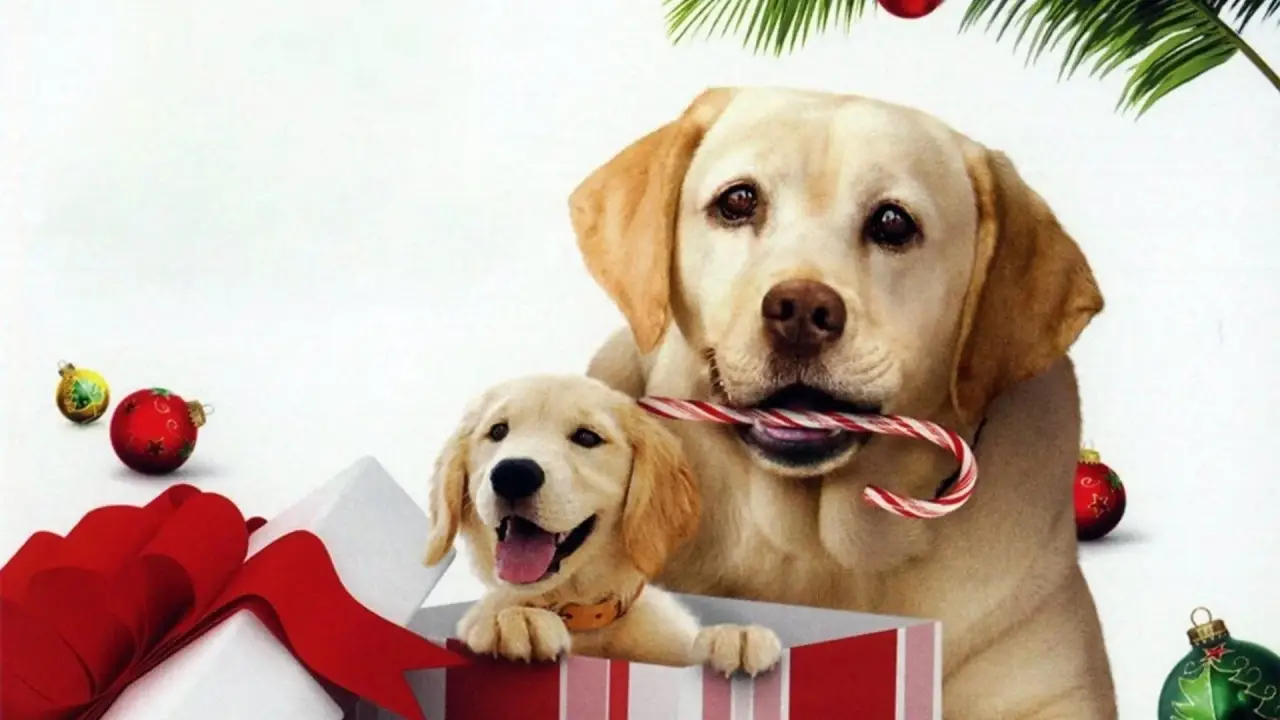 Ein Hund rettet den Weihnachtsurlaub hdfilme