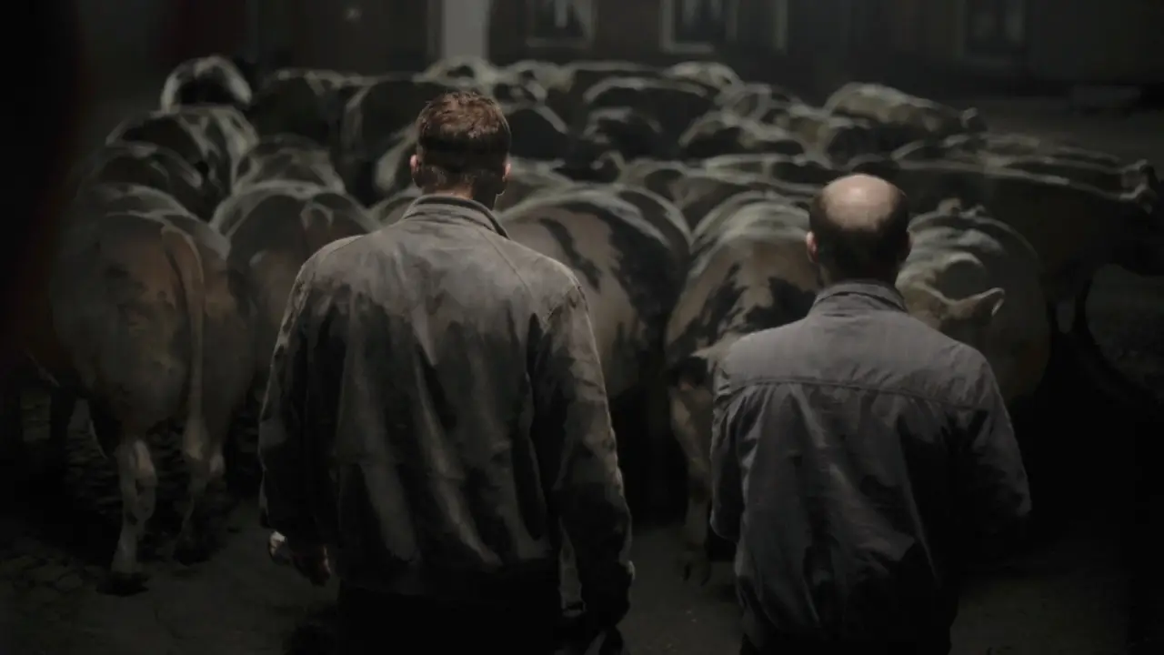Bullhead hdfilme