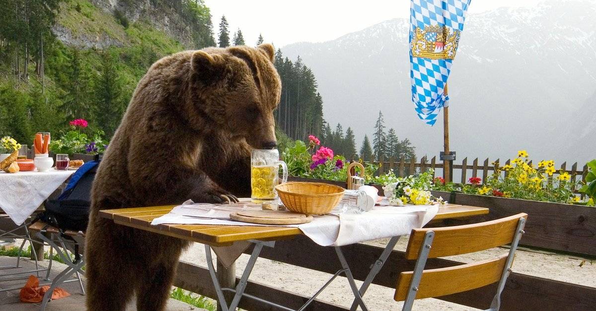 Der Bär ist los! Die Geschichte von Bruno hdfilme