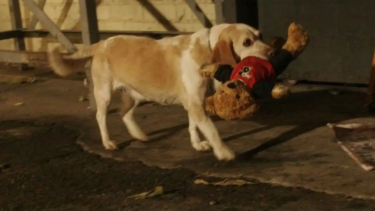 Mein Freund Ted hdfilme