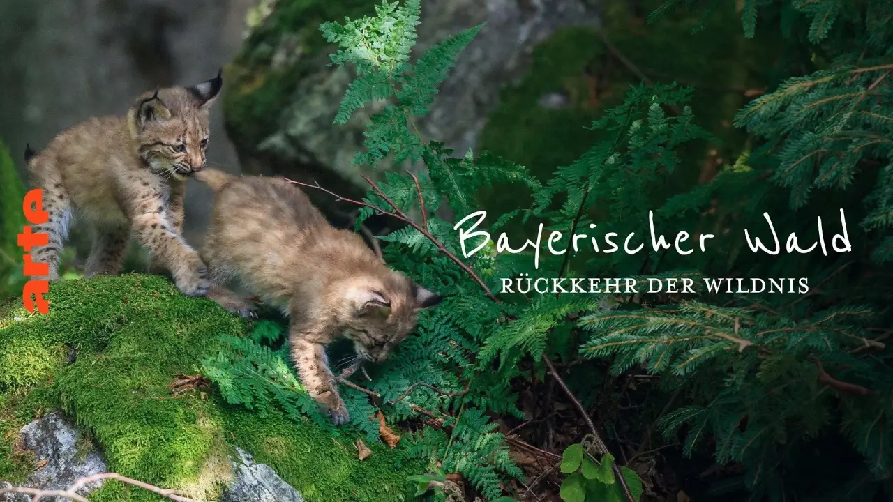 Der wilde Wald hdfilme