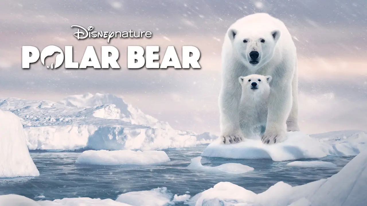 Eisbären hdfilme