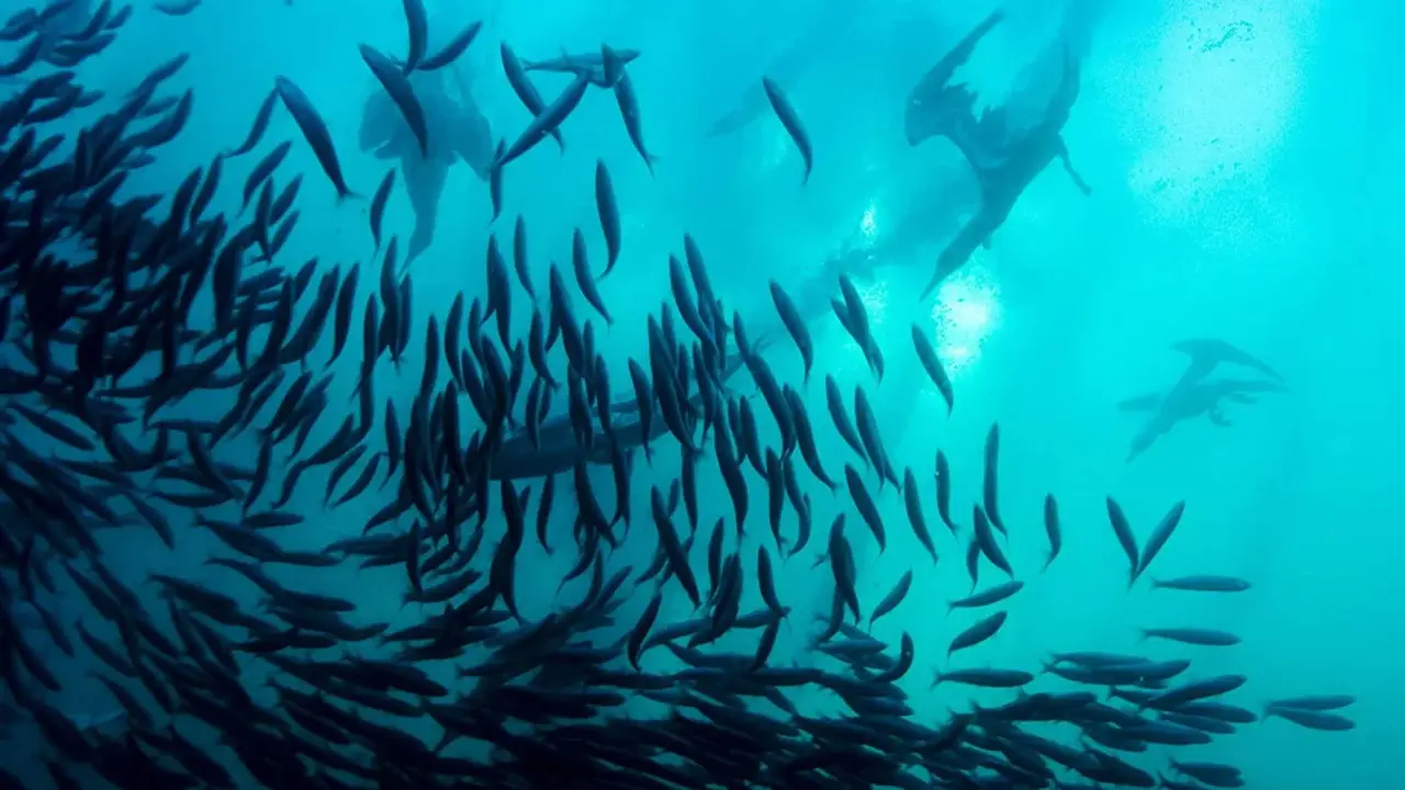 Wild Ocean 3D - Überlebenskampf unter Wasser hdfilme