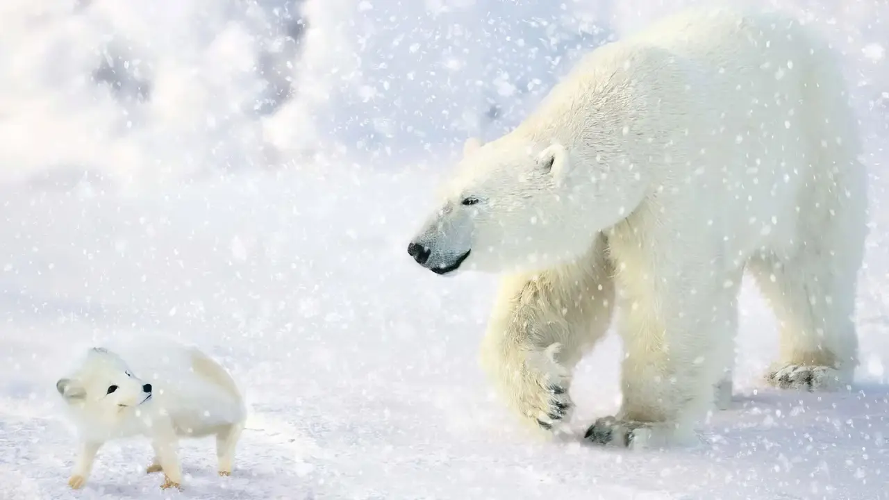 Das große Eisbär Abenteuer - Kleiner Eisbär ganz groß hdfilme