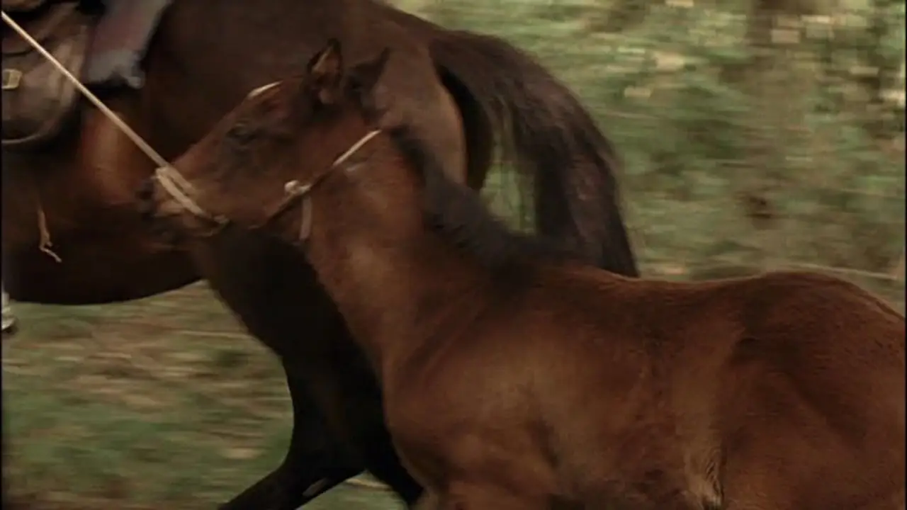 The Colt - Entscheidung im Bürgerkrieg hdfilme