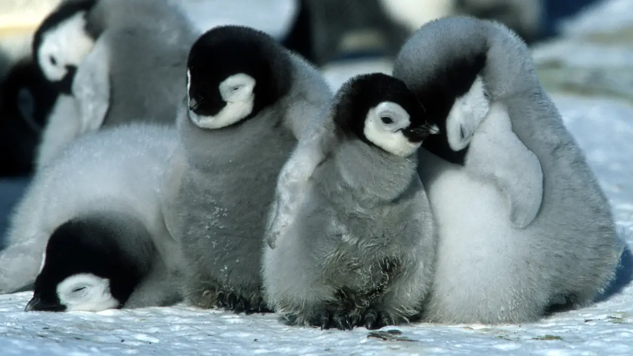Die Reise der Pinguine hdfilme