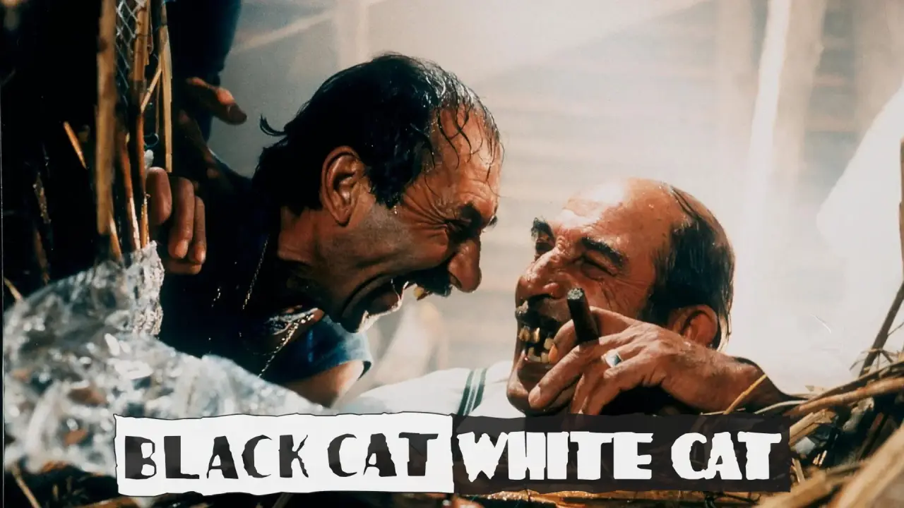 Schwarze Katze, weißer Kater hdfilme