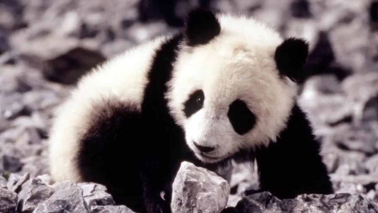 Little Panda hdfilme