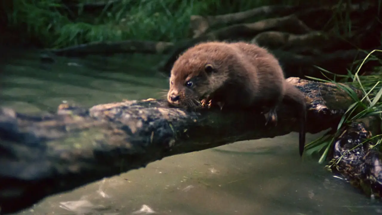 Tarka der Otter hdfilme
