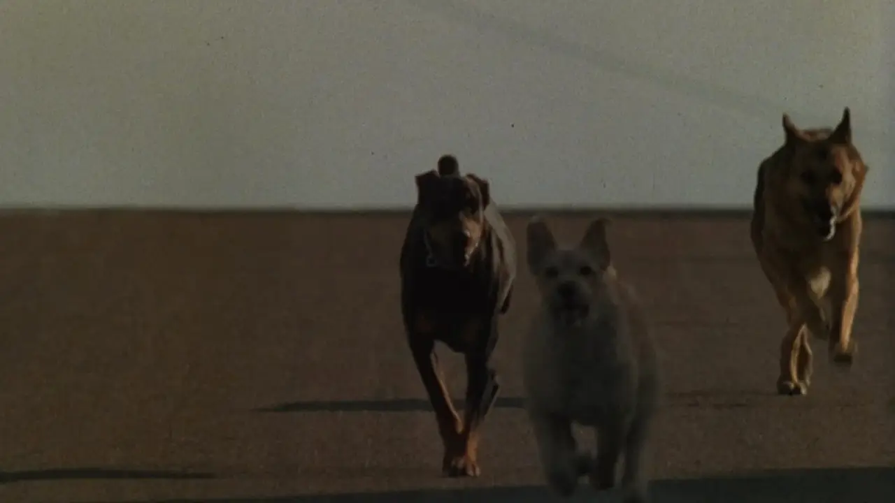 Killerhunde hdfilme