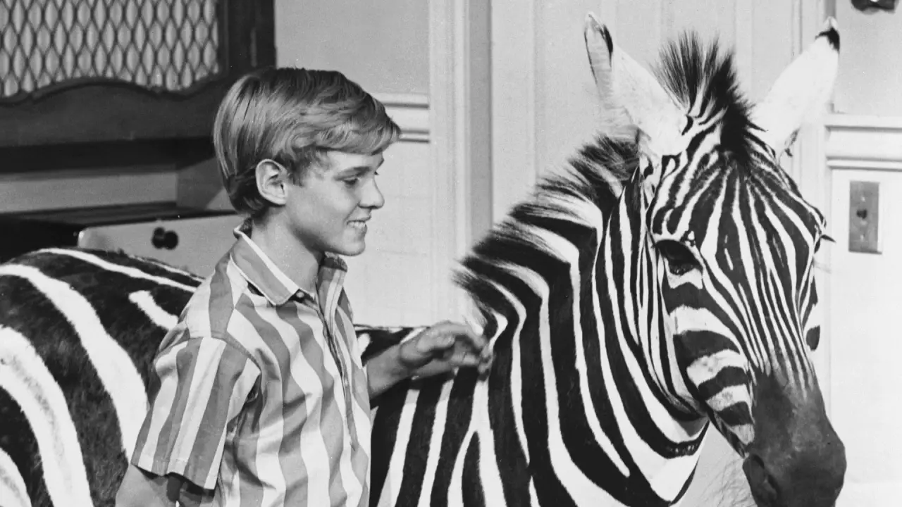 Ein Zebra in der Küche hdfilme