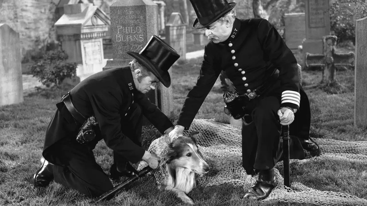 Lassie in Not hdfilme