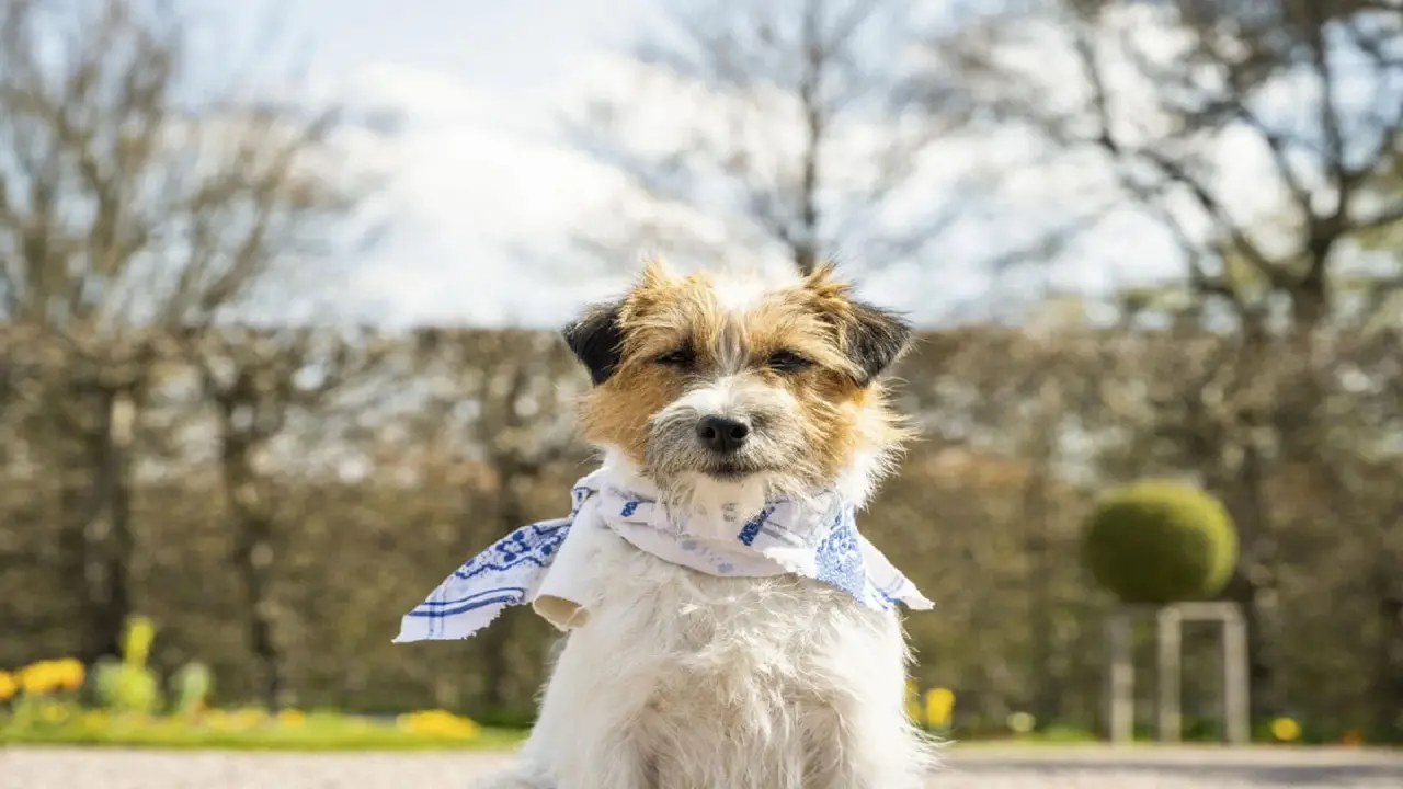 Zitterinchen hdfilme