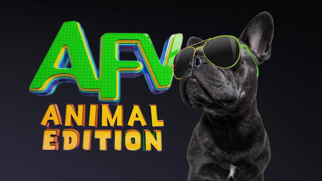 Amerikas lustigste Tiervideos hdfilme