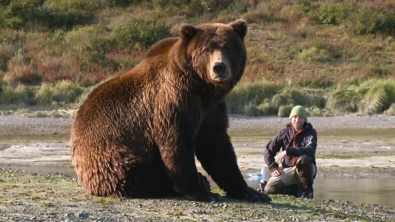 Der Bär in mir hdfilme