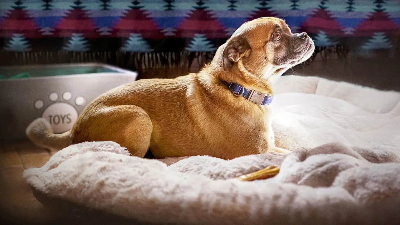 It's Bruno! hdfilme