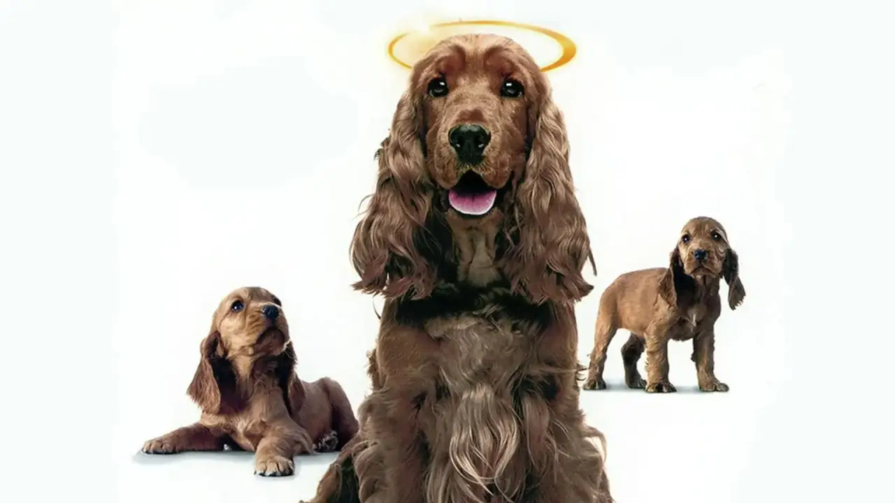 Miracle Dogs Too hdfilme