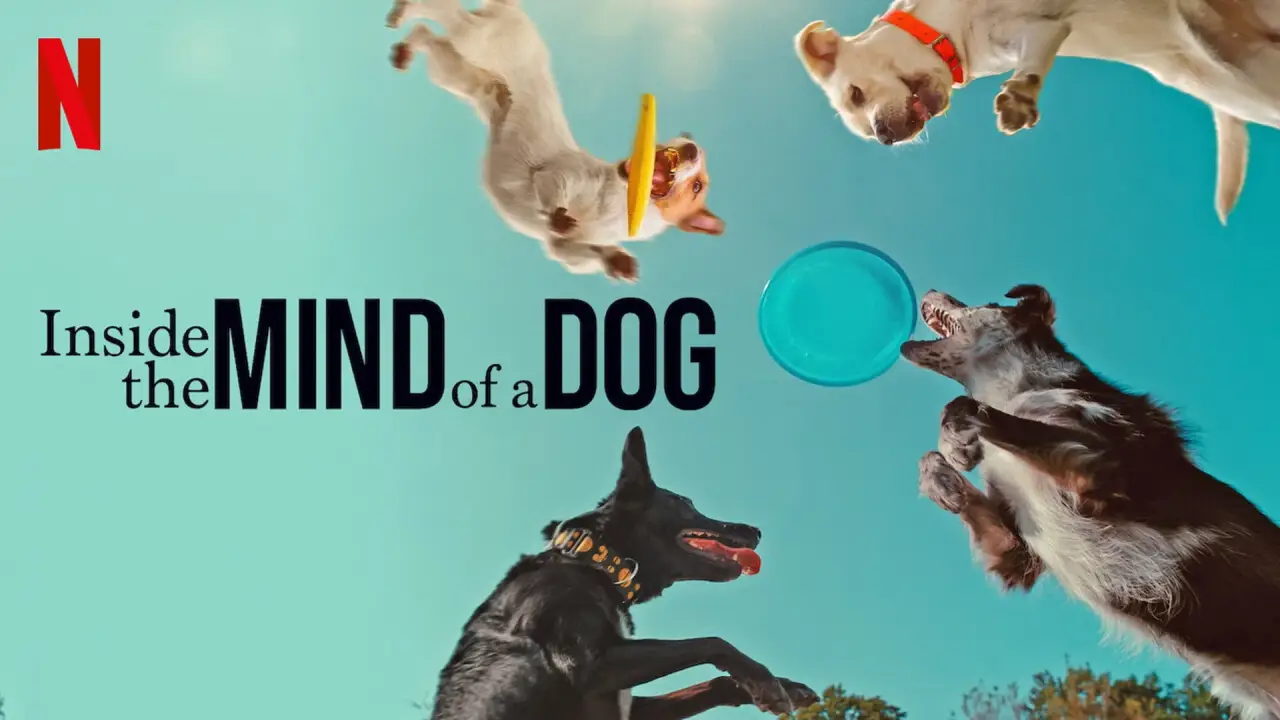 Was Hunde denken hdfilme