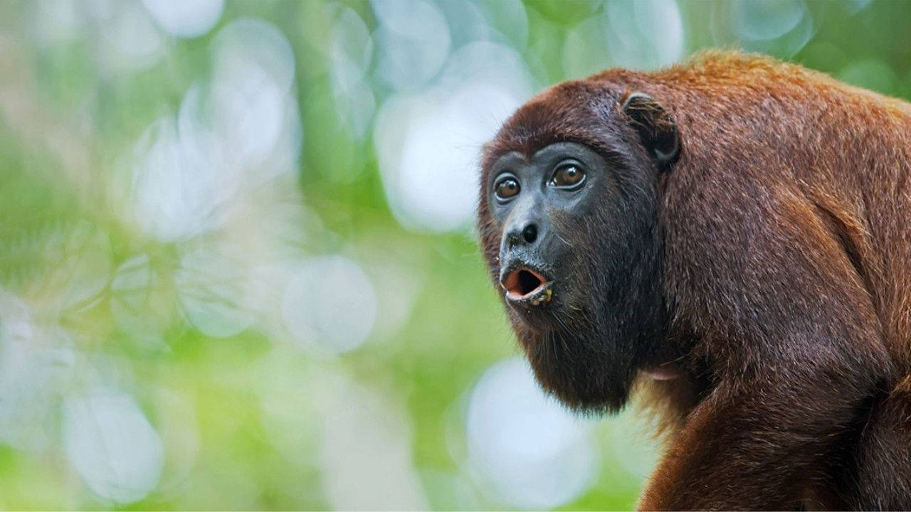 Animals Decoded hdfilme