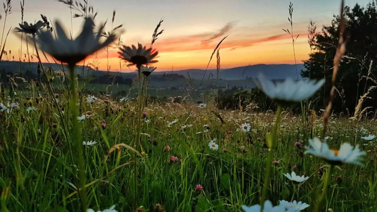 Die Wiese: Ein Paradies nebenan hdfilme