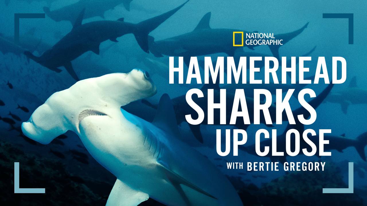 Hammerhead Sharks Up Close with Bertie Gregory hdfilme