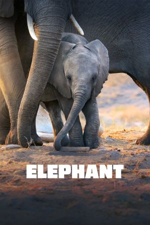 Elefanten poster