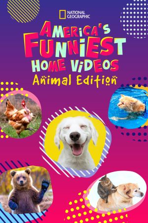 Amerikas lustigste Tiervideos poster